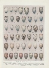 Vogeleier Grünfink Sperling Gimpel Berghänfling ... FARBDRUCK von 1930 Bird Eggs