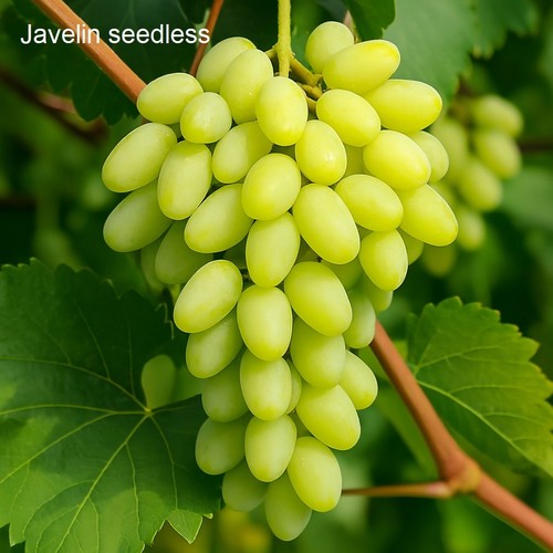 Javelin kernlose - 'javelin',
