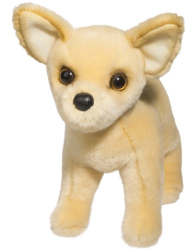 Chihuahua carlos hund - chihuahua, "carlos"