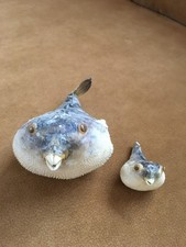 Taxidermie ausgestopft präpariert Tierpräparat Präparat Jagdtrophäe Kugelfisch