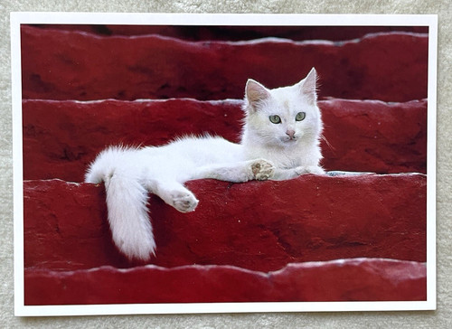 Postkarte katze - ak,