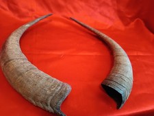 ECHTE GEWEIH ,HÖRNER vom  Steinbock, Ziegenbock, Ziege (cod.8)  Gesamtlänge der