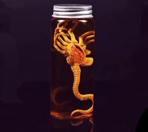 Alien jar xenomorph specimen - alien,