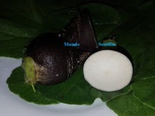 Rettich Schwarz Sehr Lecker