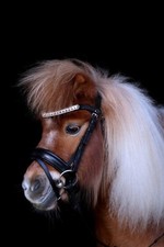 Trense Relax Leder Minishetty