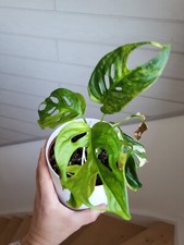 Monstera adansonii variegata - monstera,
