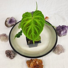 Philodendron Verrucosum 2.5"