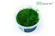 Aqua Art In Vitro Mini Zwergnadelsimse Eleocharis pusilla