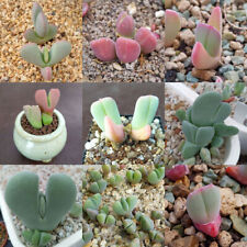 Cheiridopsis Samen Mischung, Cheiridopsis Samen, Lithops Samen, Lebende Steine