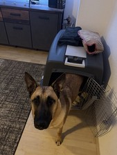 XXL Hundebox/Transportbox  für große Hunde