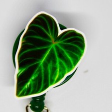Philodendron Verrucosum Plant