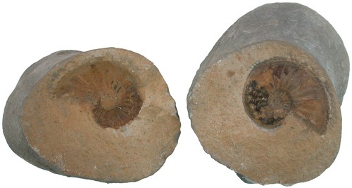 Lias amaltheus margaritatus - ,