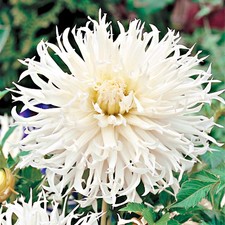 Dahlie Dahlienpflanzen Knollen