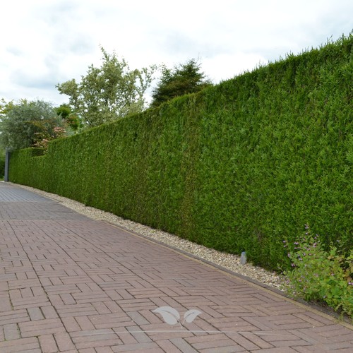 Lebensbaum thuja brabant - lebensbaum,