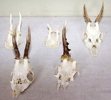 5 Rehgeweihe zum Basteln und