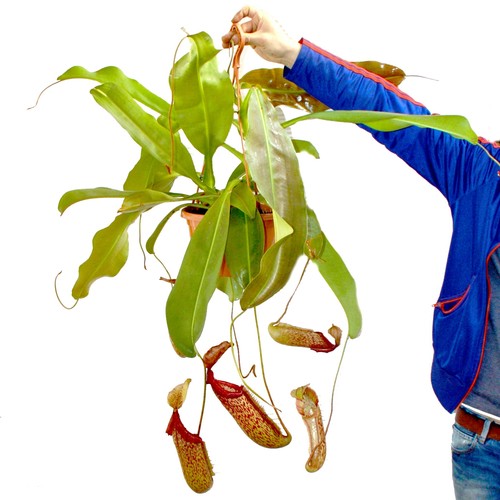 Exotenherz nepenthes maxima - nepenthes,