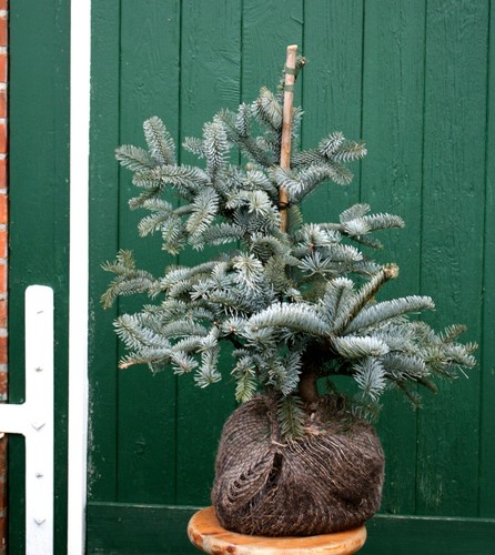 Abies procera glauca blaue - abies,