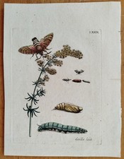 Maria Sibylla Merian