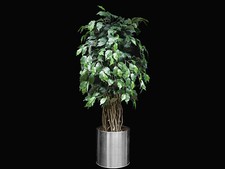 Ficus Liana Liane Bonsai Dekopflanze Kunstbaum 110 cm mit Edelstahl Übertopf