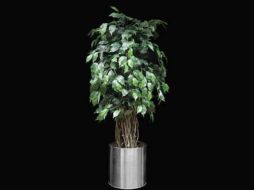 Ficus liana liane bonsai - liane,