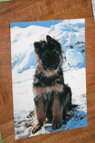 Hunde postkarte von poster - von, xxl