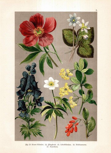 1896 hahnenfußgewächse - 1896,