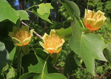 Tulpenbaum liriodendron - tulpenbaum,