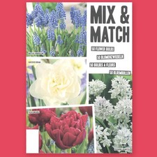 Blumenzwiebeln Blumenmix