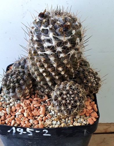 Copiapoa taltalensis gruppe - copiapoa,