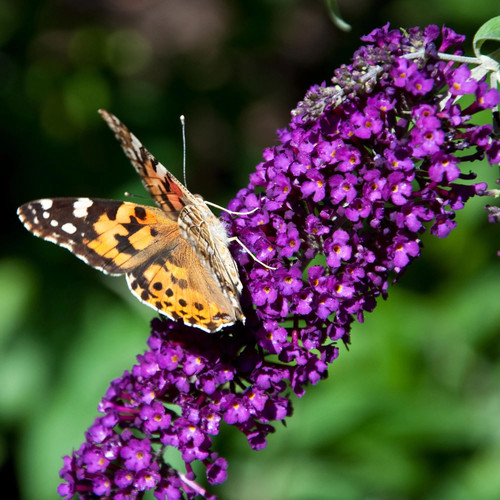 Schmetterlingsflieder buddleja - schmetterlingsflieder,