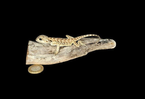 Taxidermie baby bartagame - baby,