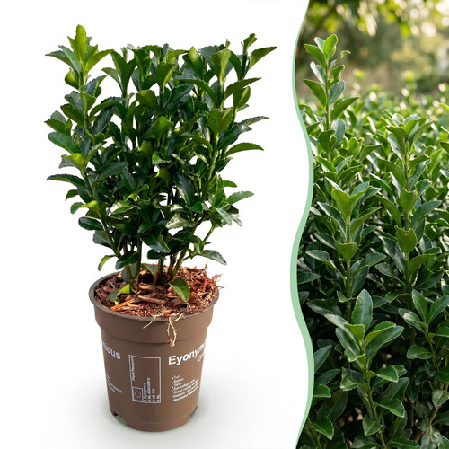 Euonymus japonica green - japonica,