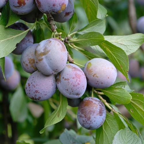 Pflaumenbaum anna späth - `anna, späth´