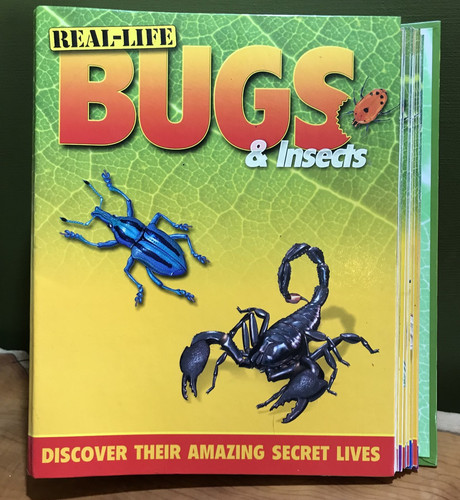Real life bugs insects - life, &