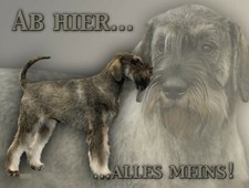 Schnauzer RIESENSCHNAUZER