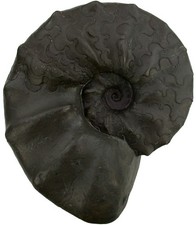 Trias  Ceratites sublaevigatus  Superber Ceratit  Muschelkalk  Lindach  W74-10