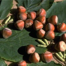 Haselnuss Hallesche Riesennuss sehr große Nuss - Haselnussstrauch Corylus 