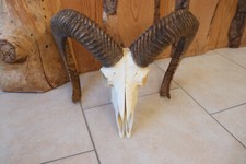 Mufflon Muffel Wildschaf