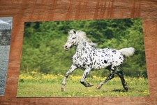 Pferdepostkarten, AK Pferde von Poster XXL Y 182