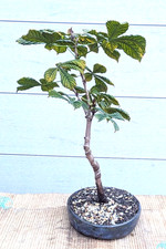 Bonsai Outdoor Kastanie Rosskastanie Aesculus winterhart