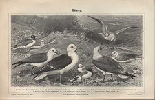 Lithografie 1897: Möwen