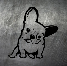 Französische Bulldogge