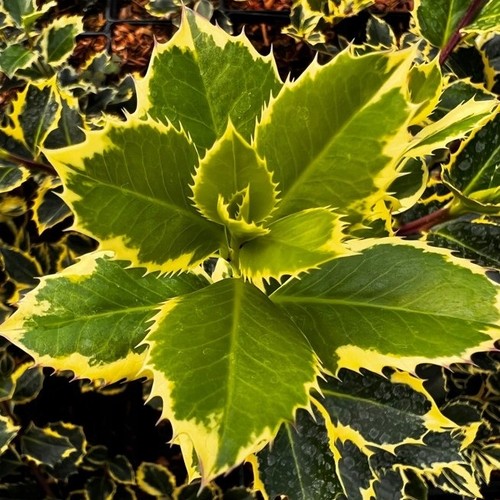 Stechpalme rubricaulis aurea - stechpalme,