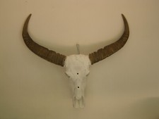 Wasserbüffel. Echtschädel