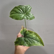 Syngonium Albo REVERTED -