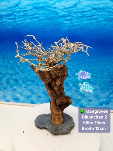 Mangroven aquarium bäumchen - mangroven,