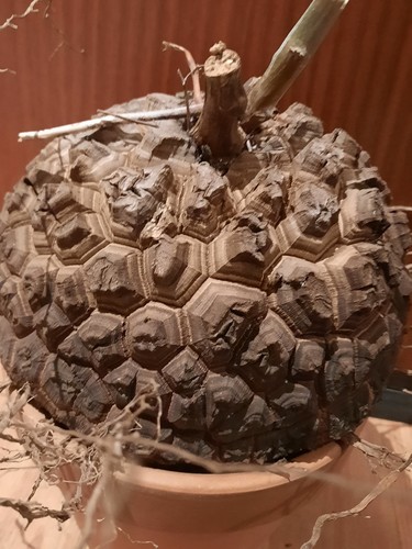 Dioscorea elephantipes xxl - dioscorea,