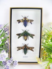 3x Jewel Beetles offen -