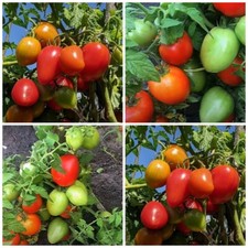 Томат Гном красное сердце Dwarf Red Heart  Семена