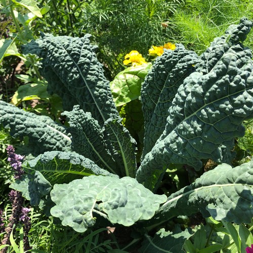 Palmkohl toscana cavolo nero - toscana,